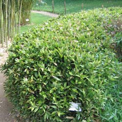 Bambou Shibataea kumasaca
